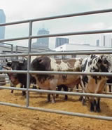 The Ranch